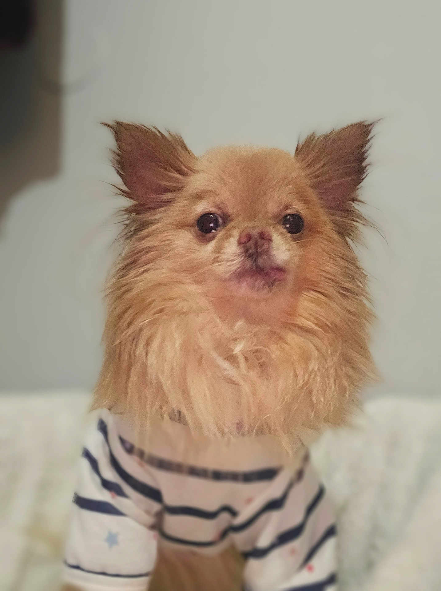 Cosito joined the competition — help win amazing prizes! animal, calm, closeup, companion, cozy, cute, dog, ears, eyes, face, fluffy, furry, indoor, mammal, pet, portrait, shirt, sitting, small_dog, striped_shirt