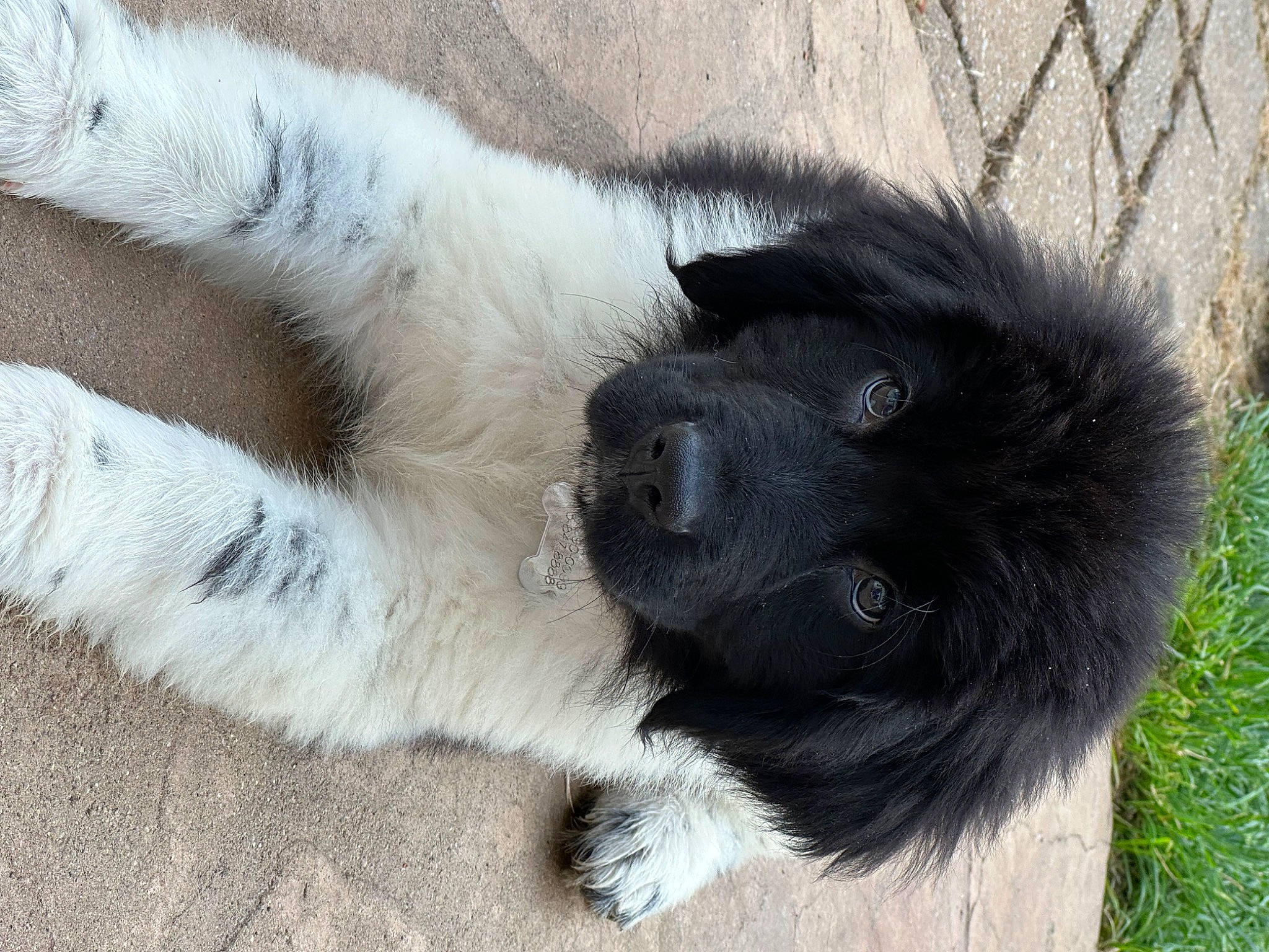 Tucker is registered to the contest to win money with this photo: canidae, carnivore, companion_dog, dog, dog_breed, foot, fur, non_sporting_group, paw, snout, sporting_group, tail, terrestrial_animal, whiskers, working_animal, working_dog