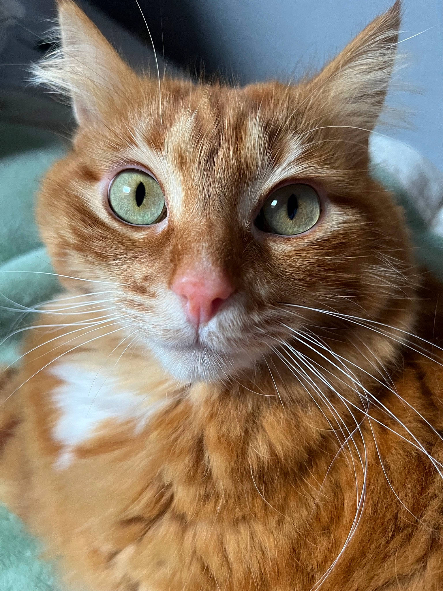 Buena participe au concours pour gagner de l'argent avec cette photo : carnivore, cat, close_up, domestic_short_haired_cat, ear, fawn, felidae, fur, grass, hair, iris, paw, small_to_medium_sized_cats, snout, terrestrial_animal, whiskers, wildlife, window