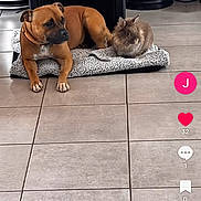 Uska participe au concours pour gagner de l'argent avec cette photo : dog, rabbit, blanket, tile_floor, indoor, pet, animal, brown_dog, fluffy_rabbit, cozy, resting, companion, household, stove, floor, cute, domestic, mammal, relaxing, friendship