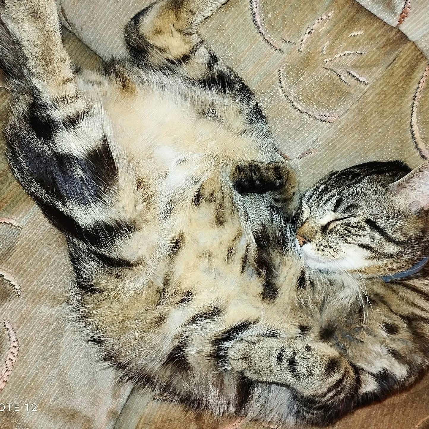 Willow a rejoint le concours — aidez-le/la à gagner de superbes lots ! abyssinian, animal, architecture, armchair, building, cat, chair, couch, cushion, egyptiancat, furniture, homedecor, indoors, kitten, livingroom, manx, person, pet, room, sleeping