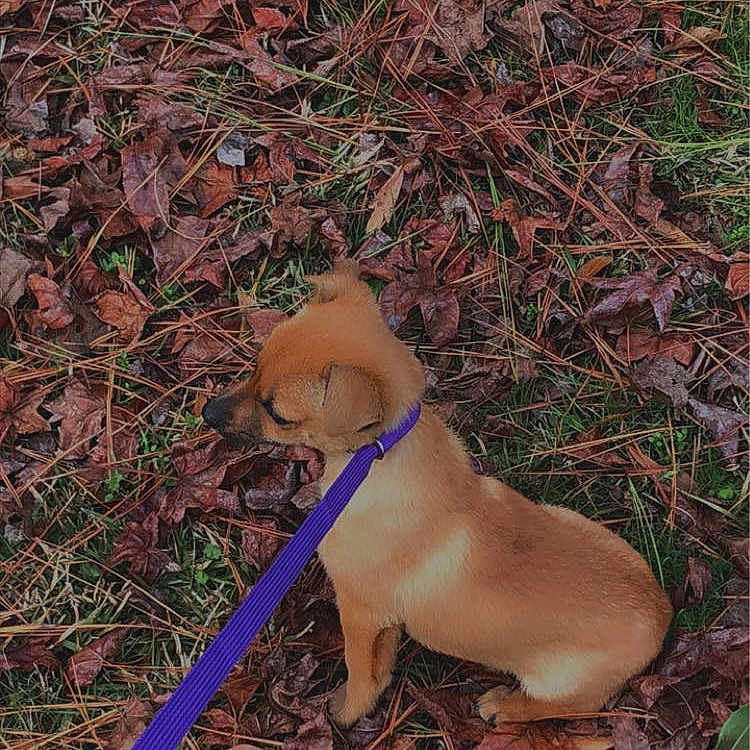 Rex joined the competition — help win amazing prizes! accessories, animal, canine, dog, face, grass, head, hound, leaf, leash, outdoors, person, pet, photography, plant, portrait, puppy, strap, tree, vegetation