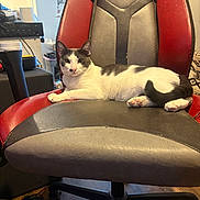 Master is registered to the contest to win money with this photo: animal, black_and_white, cat, cozy, curious, domestic, ears, feline, fur, furniture, home, indoor, lounging, office_chair, paw, pet, relaxed, seat, tail, whiskers