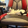 animal, black_and_white, cat, cozy, curious, domestic, ears, feline, fur, furniture, home, indoor, lounging, office_chair, paw, pet, relaxed, seat, tail, whiskers