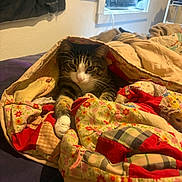 Kush joined the competition — help win amazing prizes! air_conditioner, bed, blanket, cat, colorful, comfort, cozy, curious, fabric, feline, furniture, indoor, patchwork, patterned, paw, quilt, resting, tabby_cat, warm, window