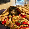 air_conditioner, bed, blanket, cat, colorful, comfort, cozy, curious, fabric, feline, furniture, indoor, patchwork, patterned, paw, quilt, resting, tabby_cat, warm, window