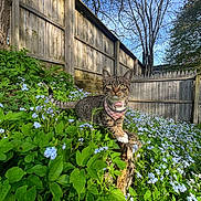 Betty is registered to the contest to win money with this photo: animal, blue_sky, cat, collar, curious, daytime, flora, flowers, garden, green_leaves, leafless_trees, nature, outdoor, pet, plants, spring, sunlight, tabby_cat, tree_stump, wooden_fence