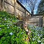 animal, blue_sky, cat, collar, curious, daytime, flora, flowers, garden, green_leaves, leafless_trees, nature, outdoor, pet, plants, spring, sunlight, tabby_cat, tree_stump, wooden_fence