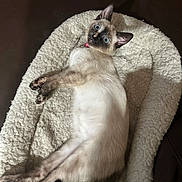 Ladygirl joined the competition — help win amazing prizes! animal, belly_up, blue_eyes, brown_tail, cat, cream_fur, cute, dark_face, fluffy_bed, indoor, kitten, lying_down, pet, pet_bed, playful, pointed_ears, portrait, relaxed, siamese_cat, whiskers