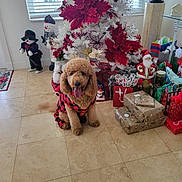 Maggie is registered to the contest to win money with this photo: dog, curly_hair, plaid_clothing, christmas_tree, poinsettia, holiday_decorations, gifts, snowman, floor_tiles, window_blinds, indoor, festive, red, white, green, decorative_figures, tongue_out, pet, seasonal, celebration