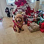 dog, curly_hair, plaid_clothing, christmas_tree, poinsettia, holiday_decorations, gifts, snowman, floor_tiles, window_blinds, indoor, festive, red, white, green, decorative_figures, tongue_out, pet, seasonal, celebration