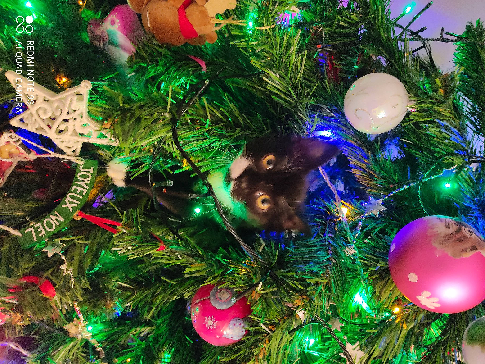 Ruby a rejoint le concours — aidez-le/la à gagner de superbes lots ! christmas, christmas_decoration, christmas_eve, christmas_lights, christmas_ornament, christmas_tree, conifer, event, evergreen, festival, fur, holiday, holiday_ornament, interior_design, organism, ornament, pine_family, spruce, tradition, woody_plant