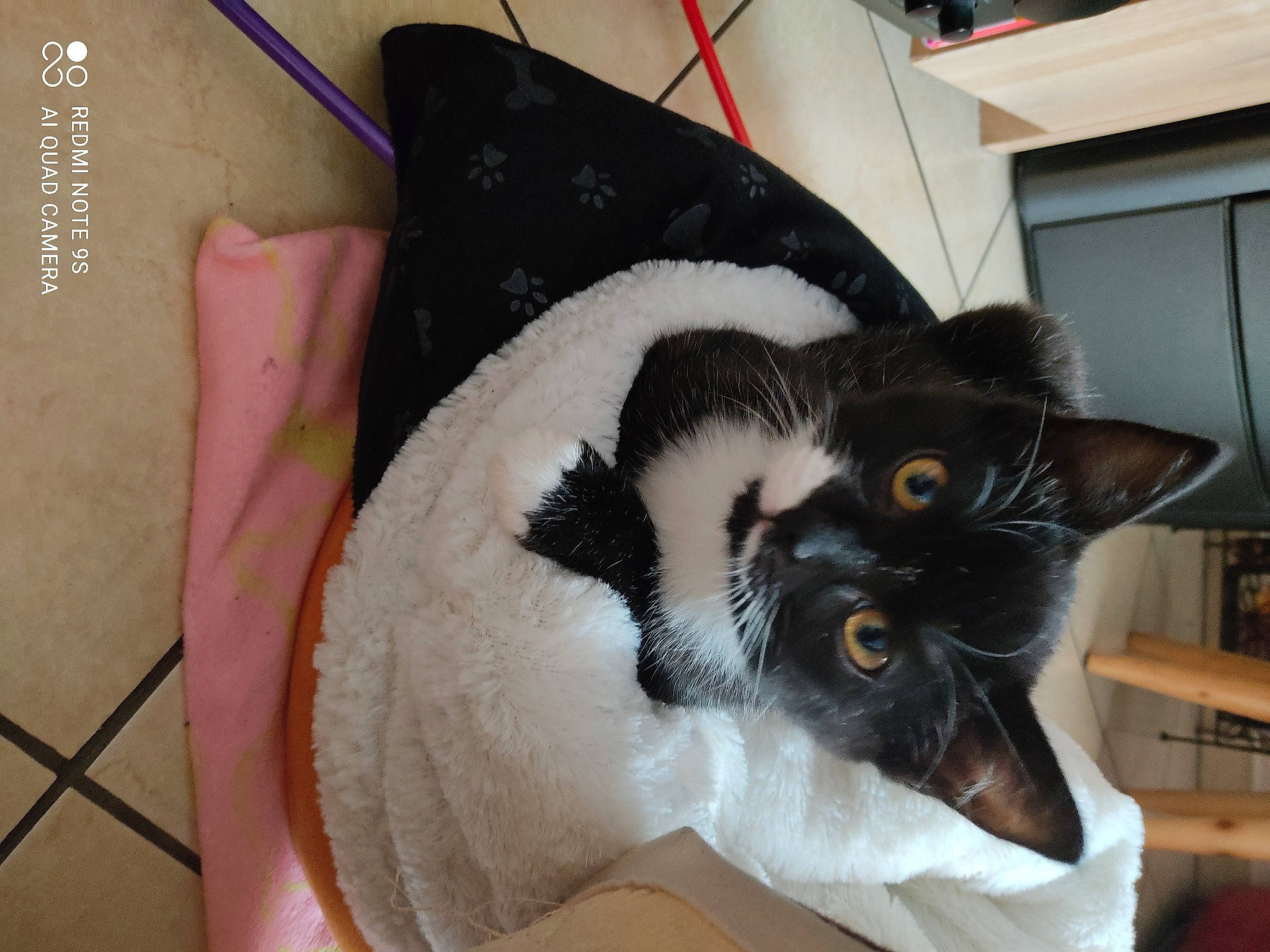 Ruby participe au concours pour gagner de l'argent avec cette photo : carnivore, cat, cat_furniture, cat_supply, felidae, fur, pet_supply, small_to_medium_sized_cats, snout, vertebrate, whiskers