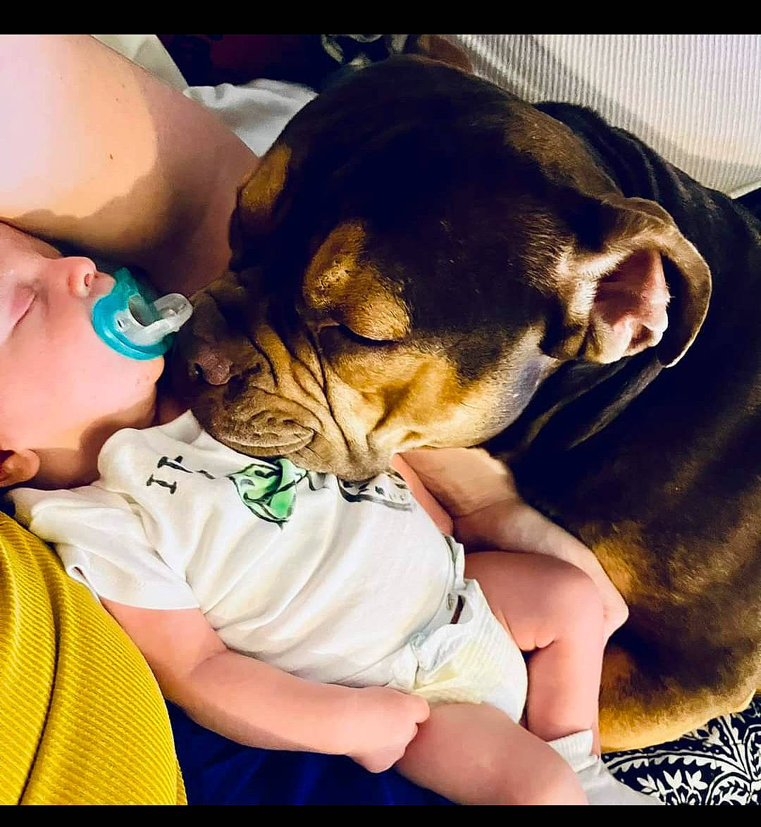 Lyric joined the competition — help win amazing prizes! canidae, carnivore, comfort, companion_dog, dog, dog_breed, fawn, happy, nap, paw, person, puppy, puppy_love, sitting, sleep, snout, sporting_group, toy_dog, whiskers, working_animal