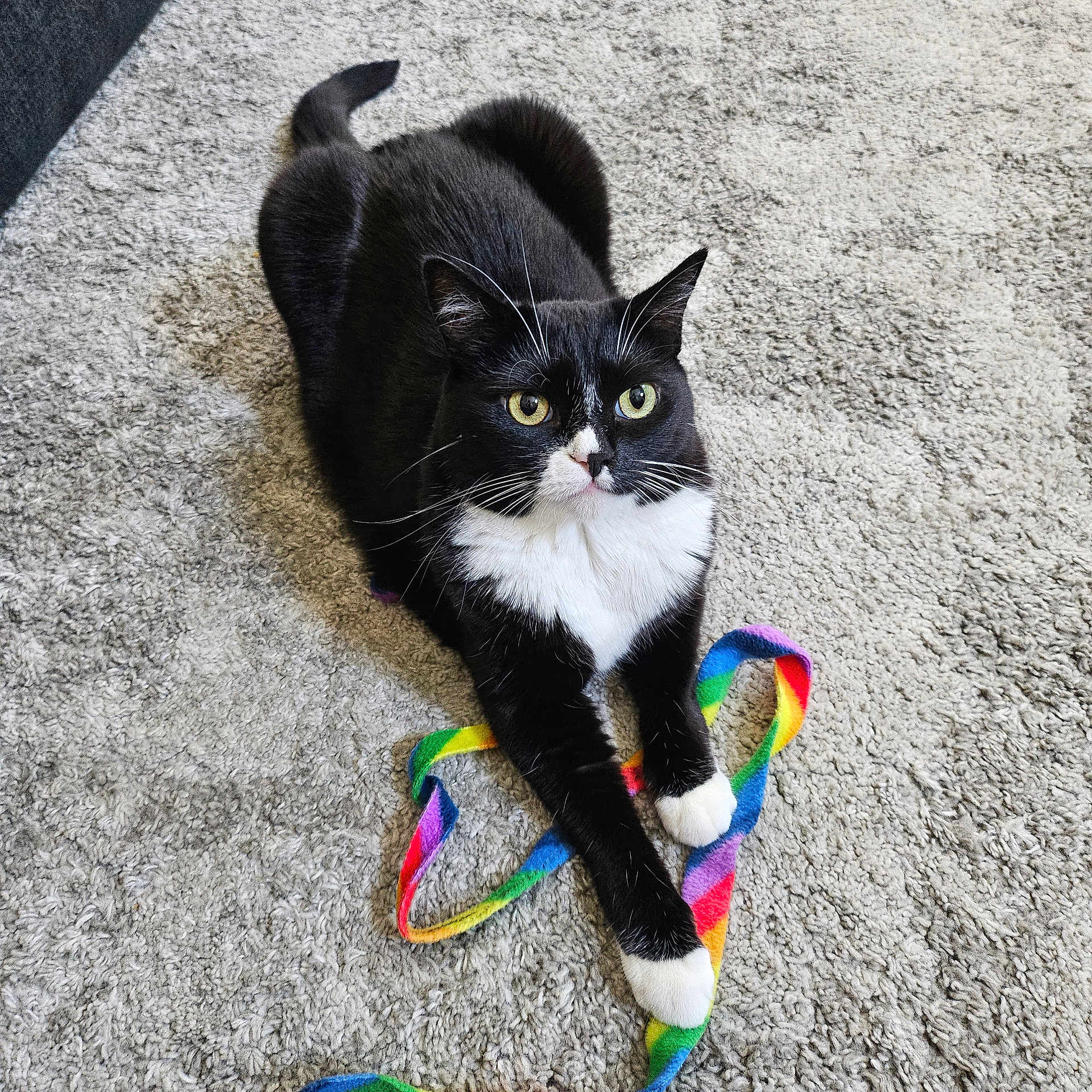 Lucy is registered to the contest to win money with this photo: animal, black_and_white, carpet, cat, colorful, cute, domestic_cat, fur, indoor, laying_down, looking_up, paws, pet, playful, relaxed, ribbon, texture, tuxedo_cat, whiskers, yellow_eyes