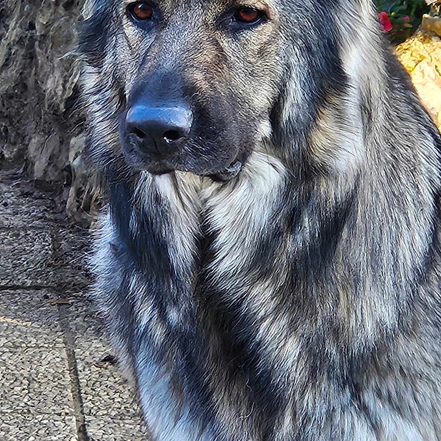 Tess