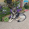 Tess participe au concours pour gagner de l'argent avec cette photo : bench, blue_chair, canine, dog, door, flower_pot, flowers, garden, german_shepherd, green_ball, nature, outdoor, patio, pet, pink_flowers, plant, purple_flowers, relaxed, stone_floor, sunlight