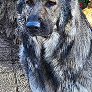 Tess a rejoint le concours — aidez-le/la à gagner de superbes lots ! alert, animal, black_fur, canine, daylight, dog, ears, fur, garden, gray_fur, looking, muzzle, nature, outdoor, paw, pet, plants, portrait, standing, stone_patio