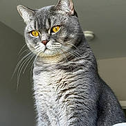 Lucky is registered to the contest to win money with this photo: alert, animal, calm, cat, closeup, cute, domestic_cat, feline, fur, golden_eyes, gray_cat, household, indoor, looking_away, mammal, pet, portrait, sitting, soft_light, whiskers
