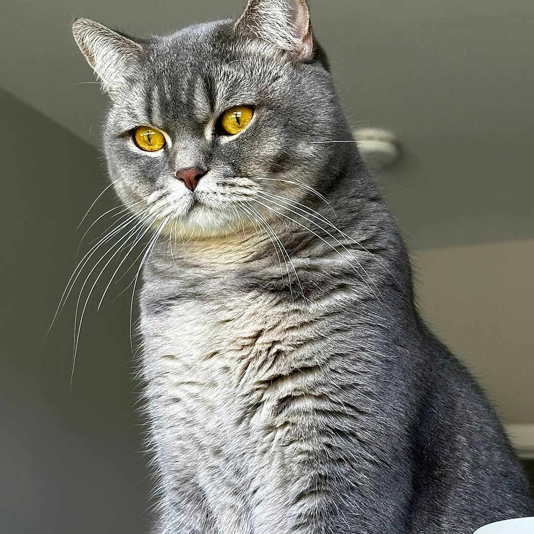 Lucky is registered to the contest to win money with this photo: alert, animal, calm, cat, closeup, cute, domestic_cat, feline, fur, golden_eyes, gray_cat, household, indoor, looking_away, mammal, pet, portrait, sitting, soft_light, whiskers