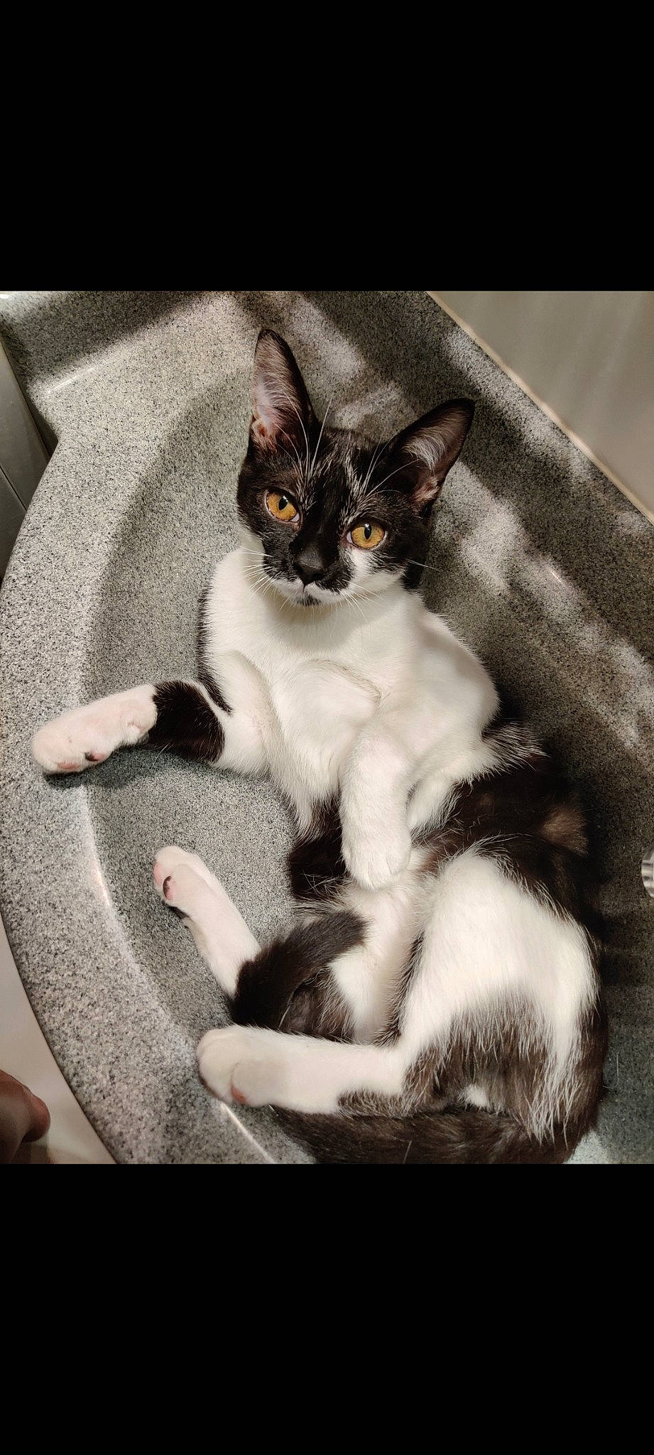 Polisson a rejoint le concours — aidez-le/la à gagner de superbes lots ! aegean_cat, american_wirehair, asian, black_and_white, carnivore, cat, domestic_short_haired_cat, ear, european_shorthair, felidae, fur, kitten, mammal, paw, photography, polydactyl_cat, small_to_medium_sized_cats, whiskers