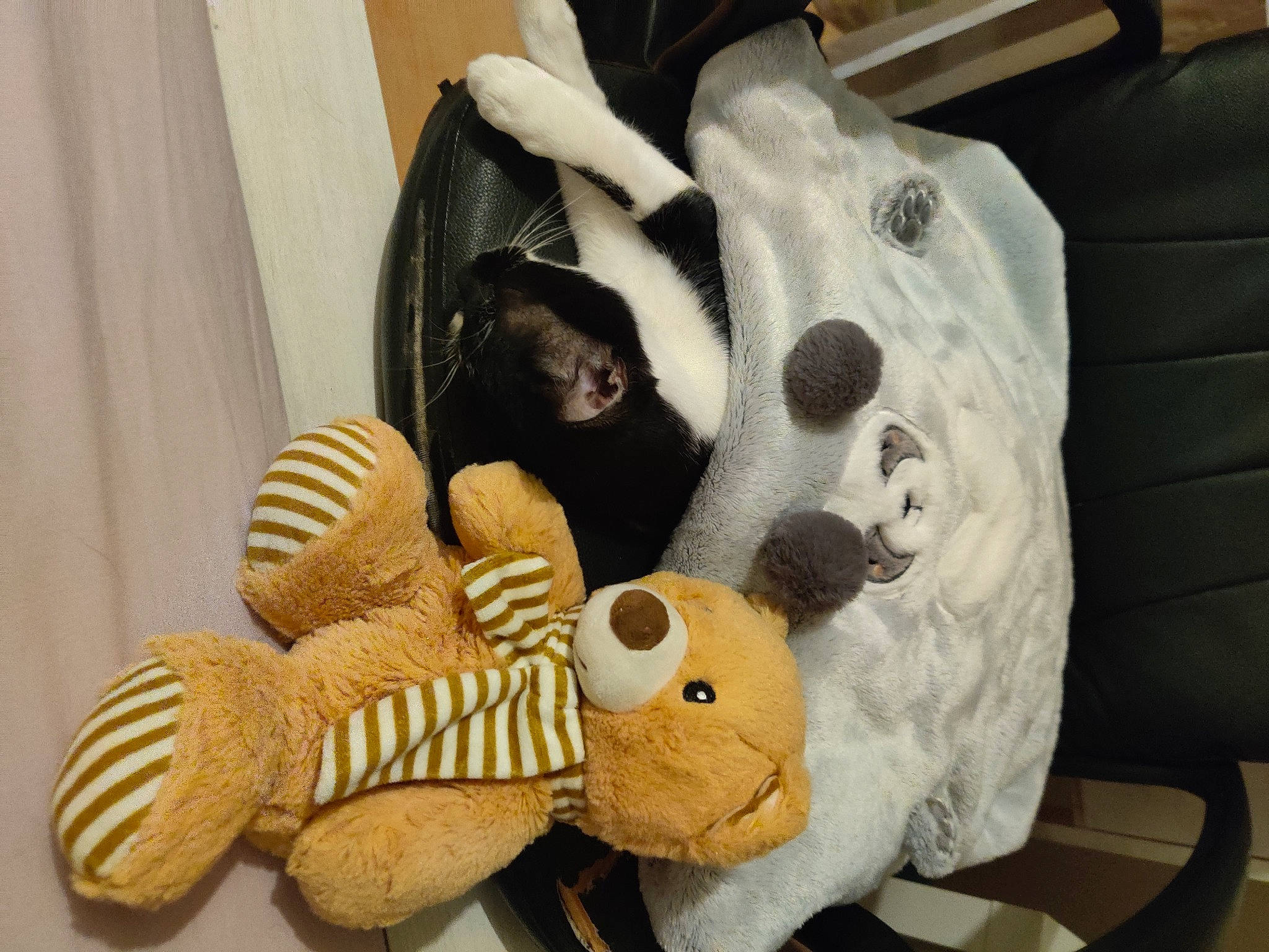 Polisson participe au concours pour gagner de l'argent avec cette photo : baby_toys, bear, fur, plush, room, shoe, stuffed_toy, teddy_bear, textile, toy