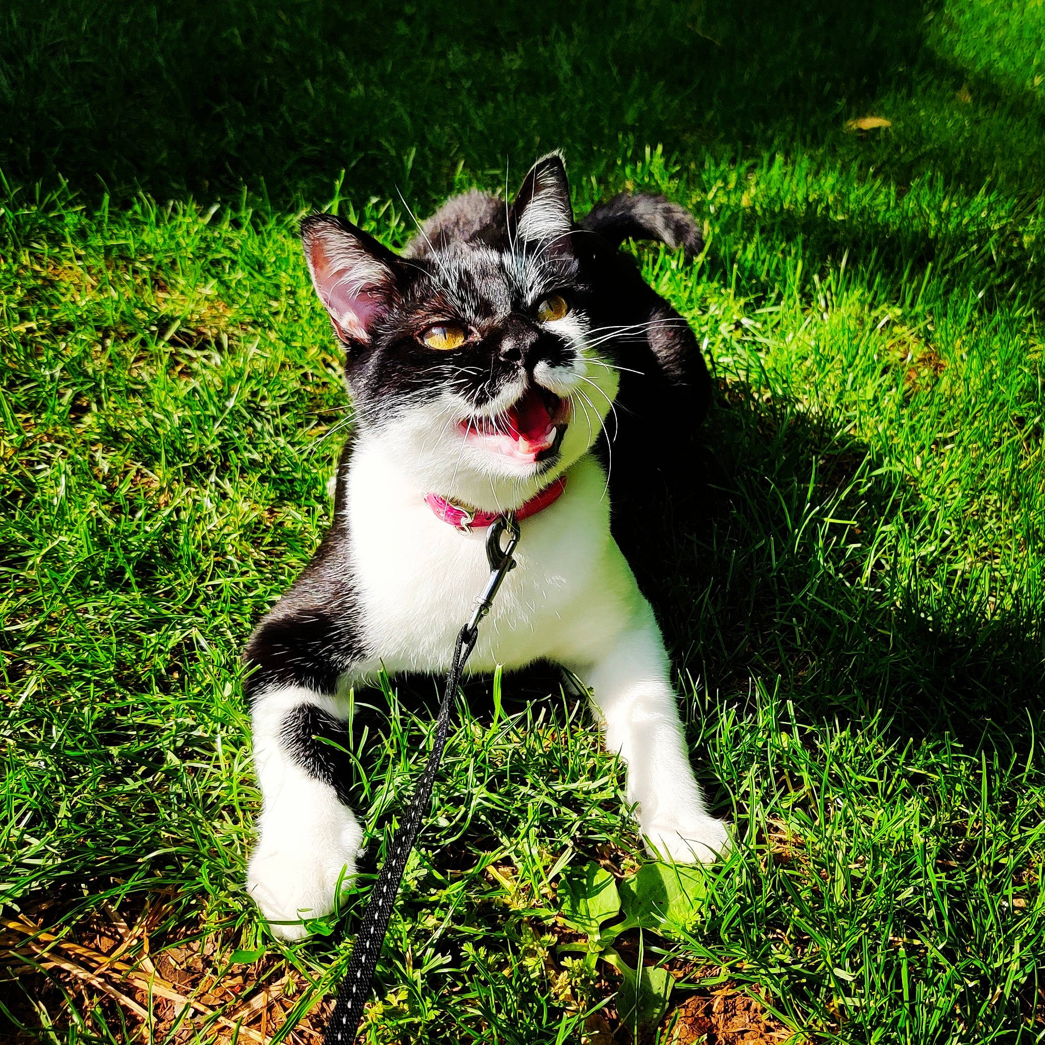 Polisson participe au concours pour gagner de l'argent avec cette photo : canidae, carnivore, cat, companion_dog, dog_breed, domestic_short_haired_cat, facial_expression, felidae, grass, green, kitten, lawn, mammal, paw, plant, polydactyl_cat, puppy, small_to_medium_sized_cats, tail, whiskers