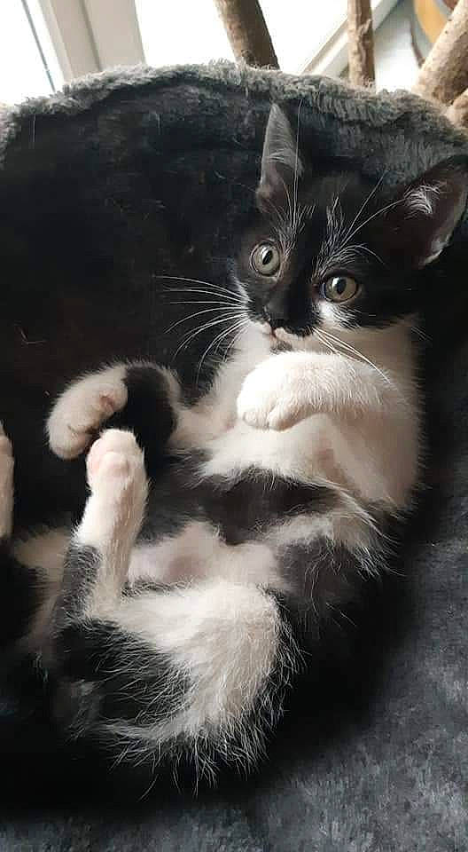 Polisson a rejoint le concours — aidez-le/la à gagner de superbes lots ! american_curl, asian, black_and_white, black_cat, carnivore, cat, claw, domestic_long_haired_cat, domestic_short_haired_cat, felidae, fur, kitten, mammal, paw, polydactyl_cat, small_to_medium_sized_cats, snout, tail, whiskers