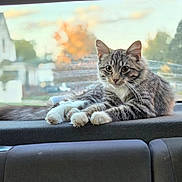 Tigger joined the competition — help win amazing prizes! animal, autumn, blurred_background, car_interior, cat, curious, daylight, ears, feline, fur, indoor, nature_outside, paws, pet, relaxed, resting, tabby, tail, whiskers, window