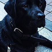 Mila a rejoint le concours — aidez-le/la à gagner de superbes lots ! dog, black_dog, collar, harness, pavement, tiles, pet, animal, canine, outdoor, leash, sitting, closeup, fur, muzzle, ears, alert, companion, guard, portrait