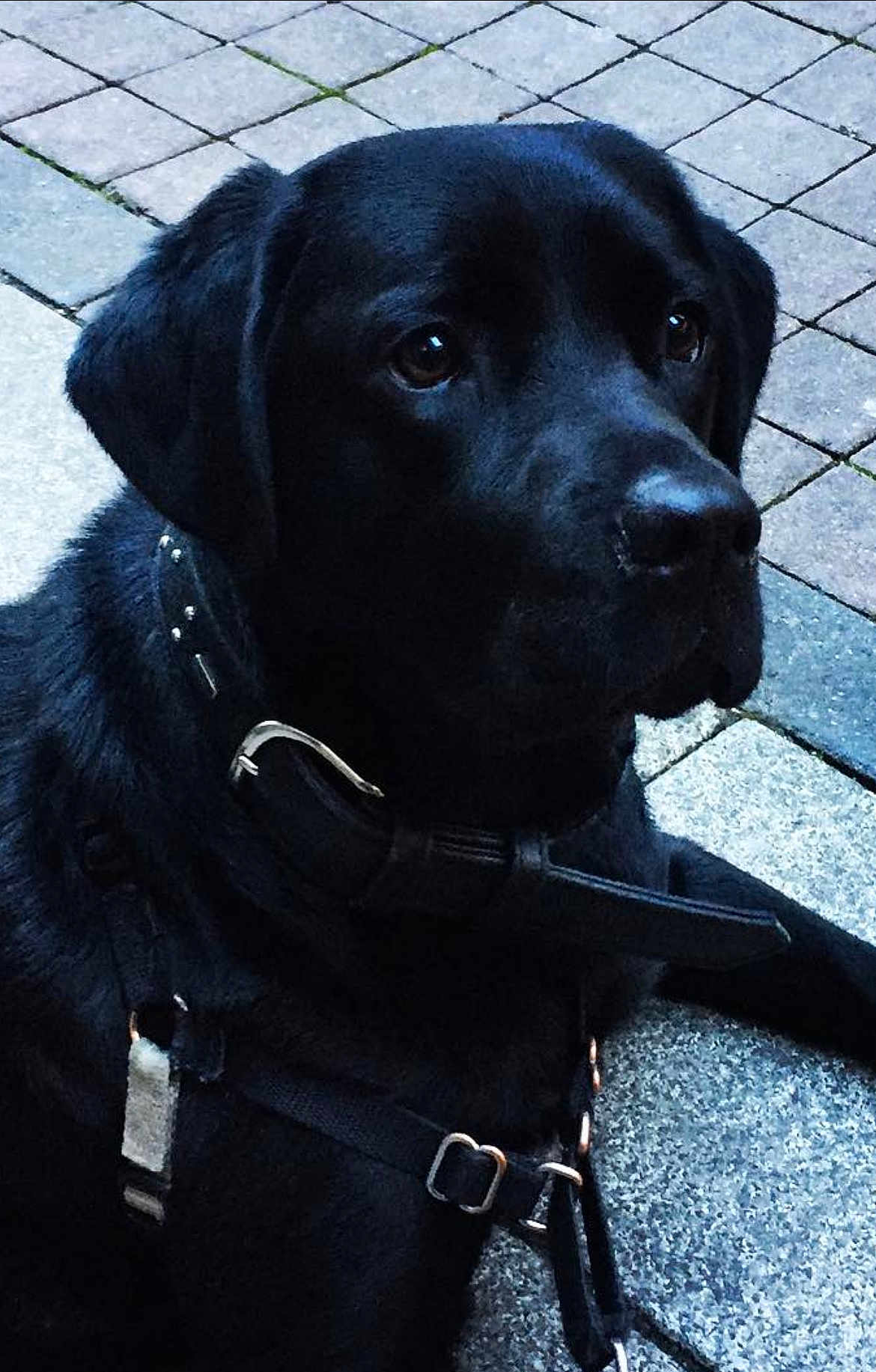 Mila a rejoint le concours — aidez-le/la à gagner de superbes lots ! dog, black_dog, collar, harness, pavement, tiles, pet, animal, canine, outdoor, leash, sitting, closeup, fur, muzzle, ears, alert, companion, guard, portrait