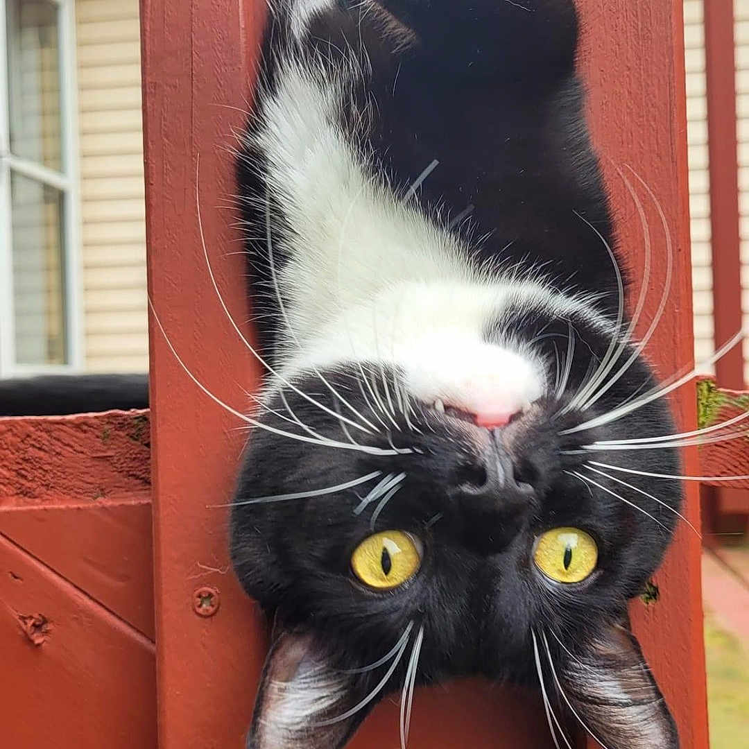 Tux