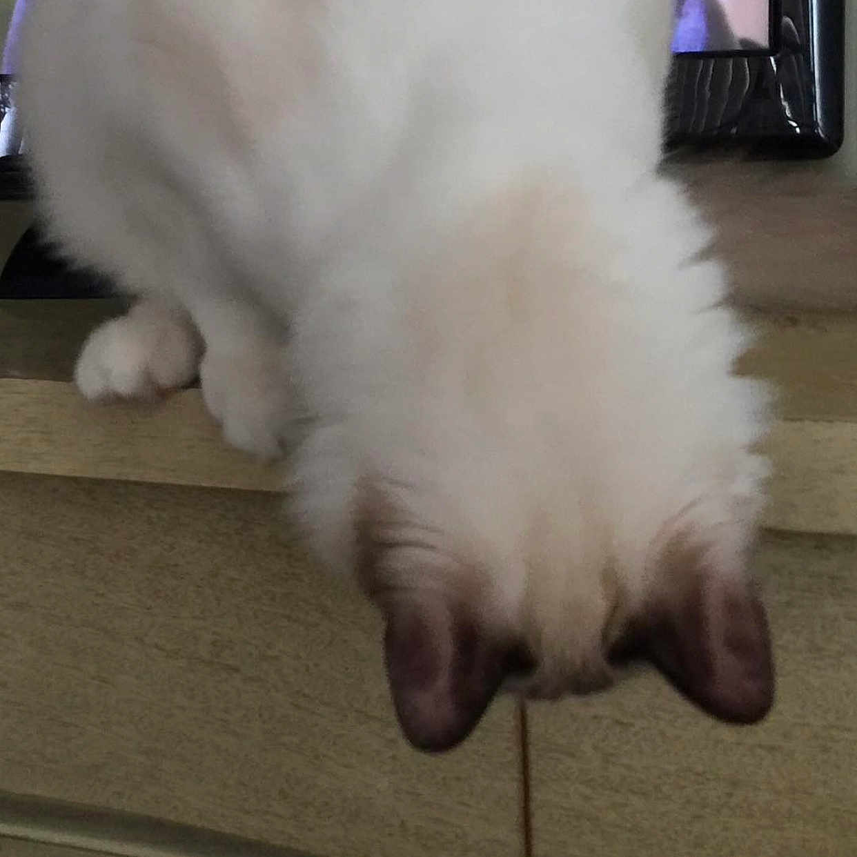 Arlo Shai Azul