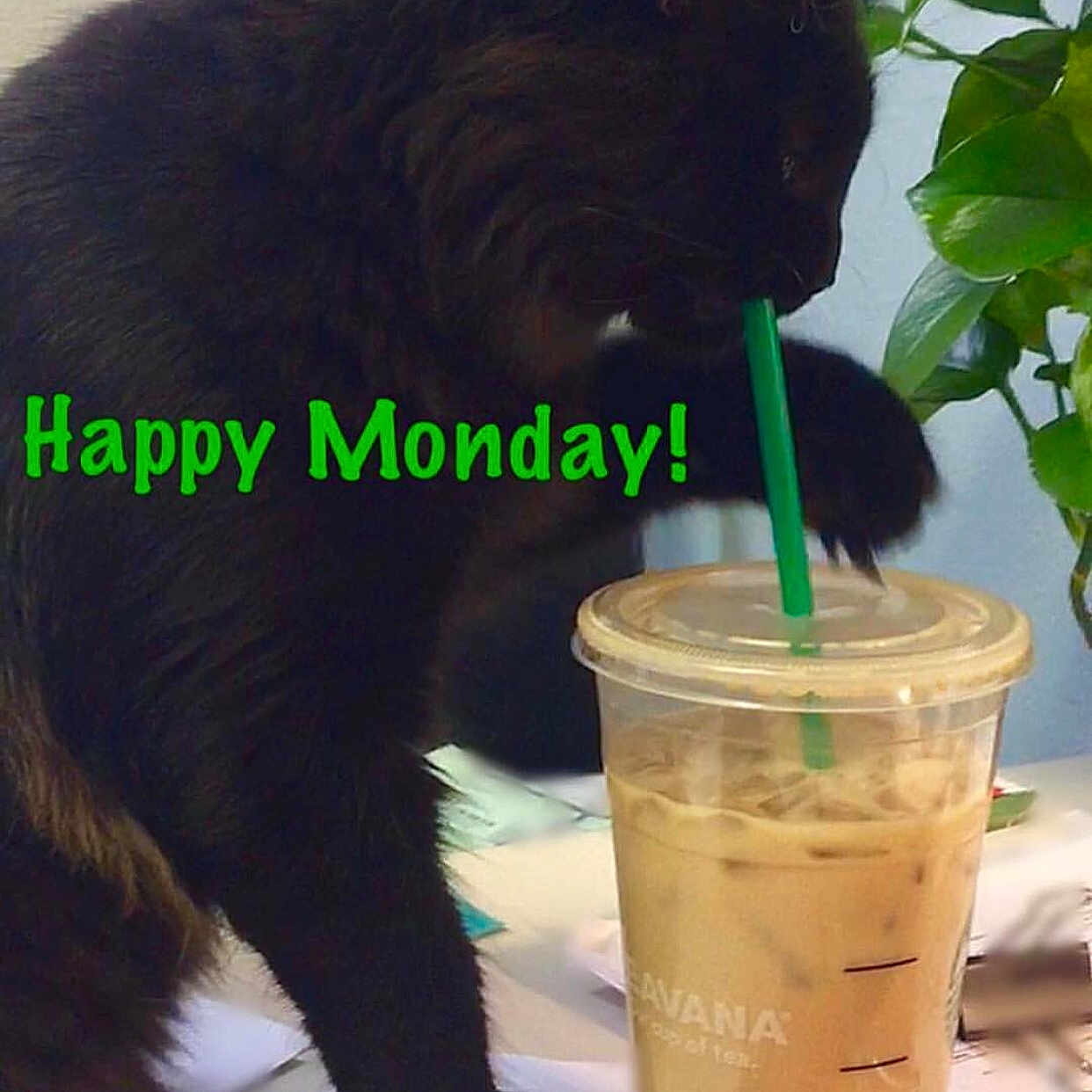 Sweet Silas is registered to the contest to win money with this photo: animal, beverage, bubbletea, cat, cream, cup, dessert, disposablecup, drinking, herbal, herbs, juice, kitten, milk, milkshake, person, pet, plant, smoothie, tea