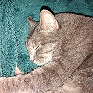 Punkin joined the competition — help win amazing prizes! cat, gray_cat, sleeping, tabby, pet, feline, fur, paw, blanket, cozy, indoor, closeup, relaxing, resting, cute, animal, whiskers, soft, domestic_cat, peaceful