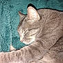 cat, gray_cat, sleeping, tabby, pet, feline, fur, paw, blanket, cozy, indoor, closeup, relaxing, resting, cute, animal, whiskers, soft, domestic_cat, peaceful