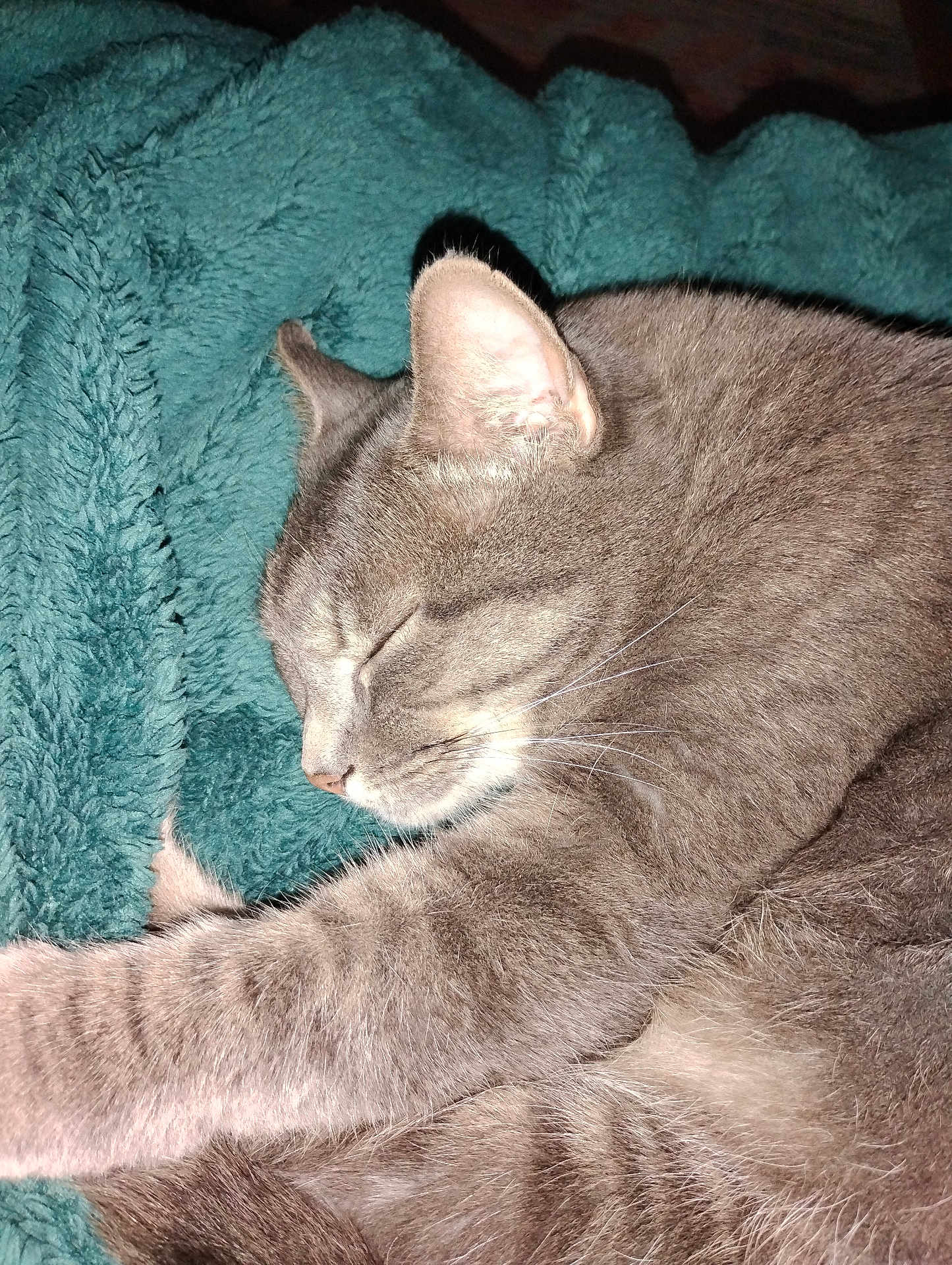 Punkin joined the competition — help win amazing prizes! cat, gray_cat, sleeping, tabby, pet, feline, fur, paw, blanket, cozy, indoor, closeup, relaxing, resting, cute, animal, whiskers, soft, domestic_cat, peaceful