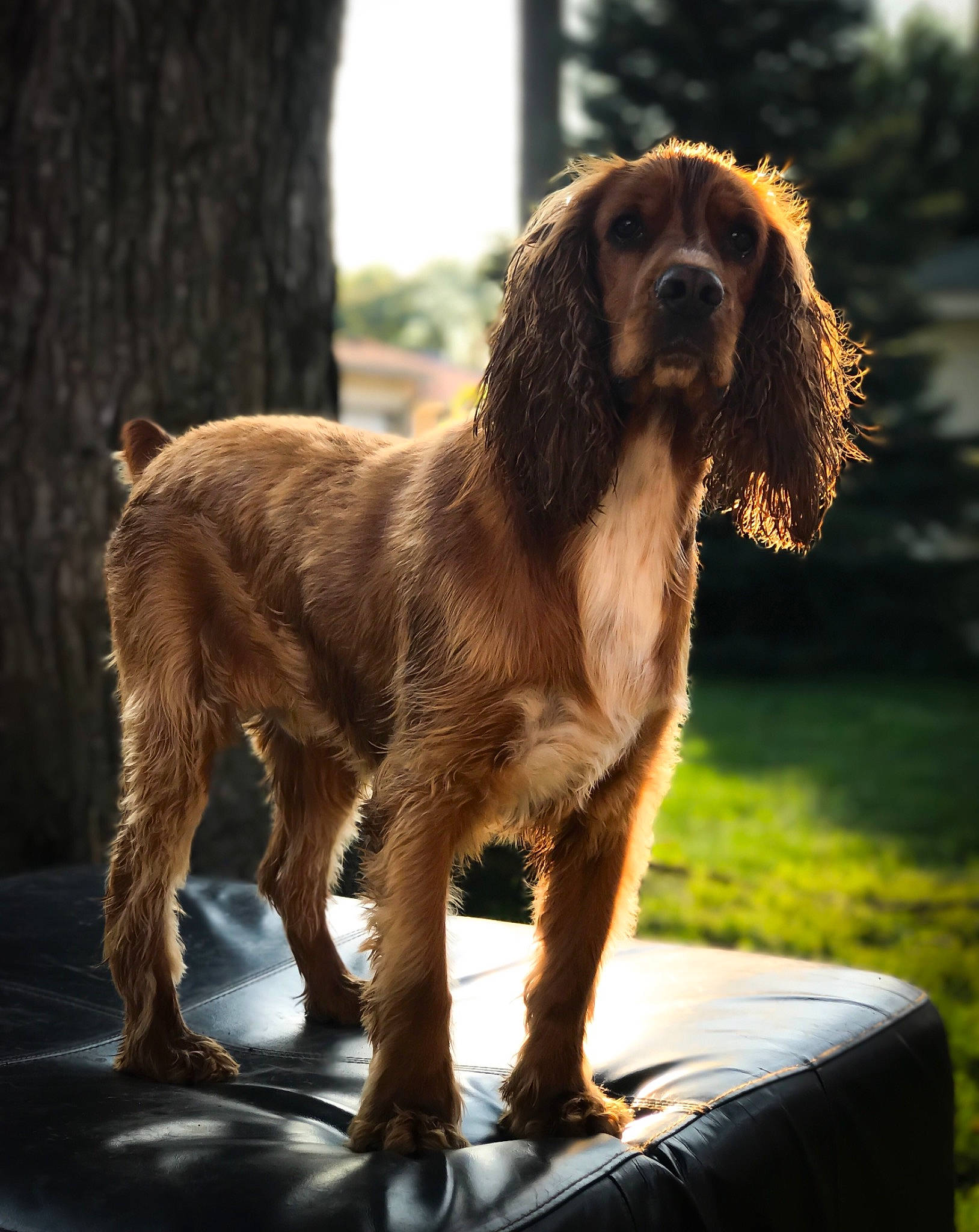 Coby is registered to the contest to win money with this photo: canidae, carnivore, cocker_spaniel, companion_dog, dog, dog_breed, english_cocker_spaniel, field_spaniel, german_spaniel, liver, mammal, picardy_spaniel, rare_breed_dog, russian_spaniel, spaniel, sporting_group, sussex_spaniel, vertebrate
