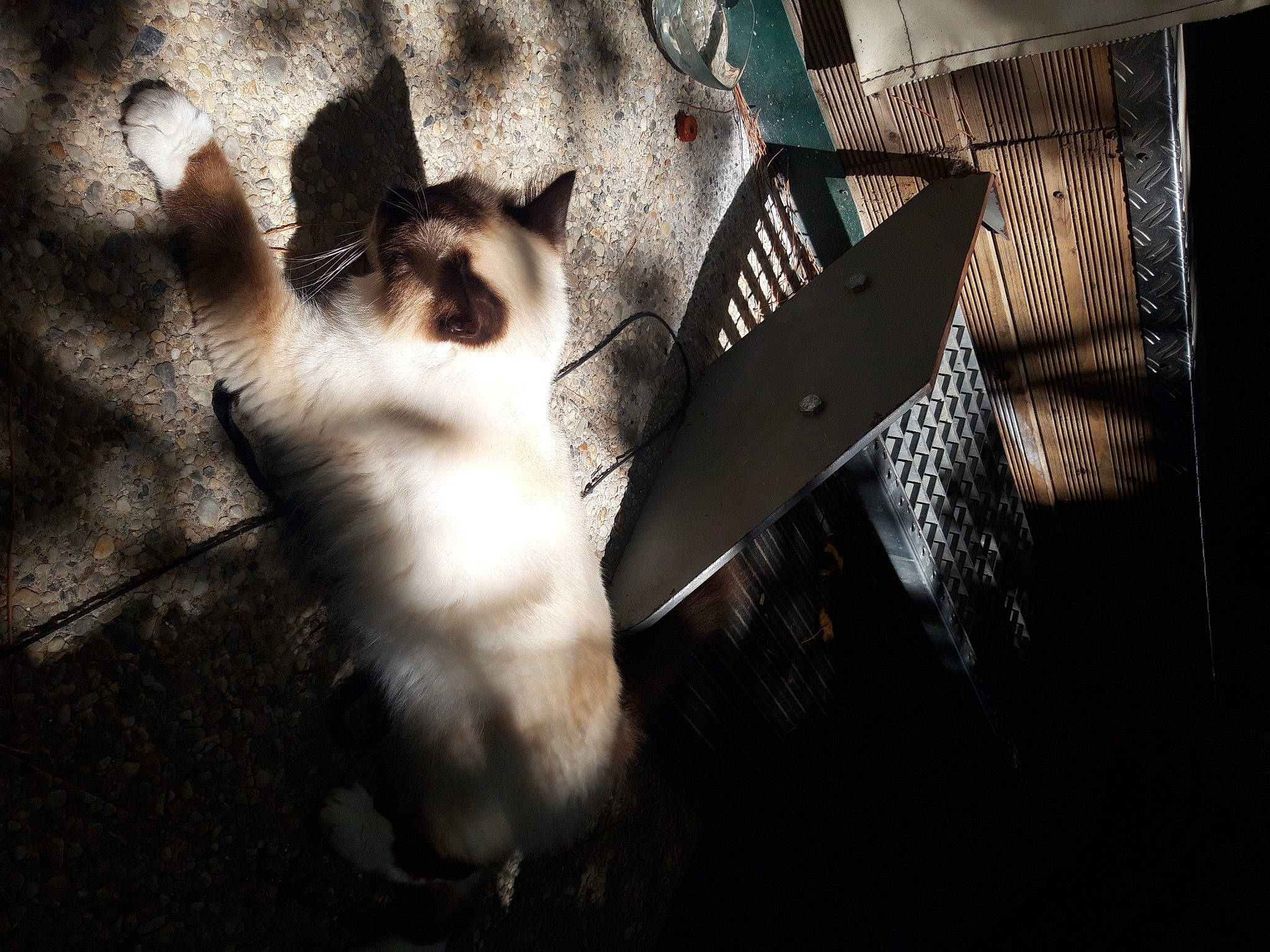 Olympe a rejoint le concours — aidez-le/la à gagner de superbes lots ! carnivore, cat, companion_dog, darkness, dog_breed, domestic_short_haired_cat, fawn, felidae, flash_photography, flooring, fur, paw, shadow, sky, small_to_medium_sized_cats, snout, tail, tints_and_shades, whiskers, wood