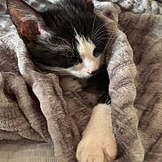 Aby a rejoint le concours — aidez-le/la à gagner de superbes lots ! kitten, cat, sleeping, blanket, cozy, paw, fur, pet, domestic_animal, resting, cute, soft, indoor, animal, whiskers, black_and_white, relaxation, comfort, nap, feline