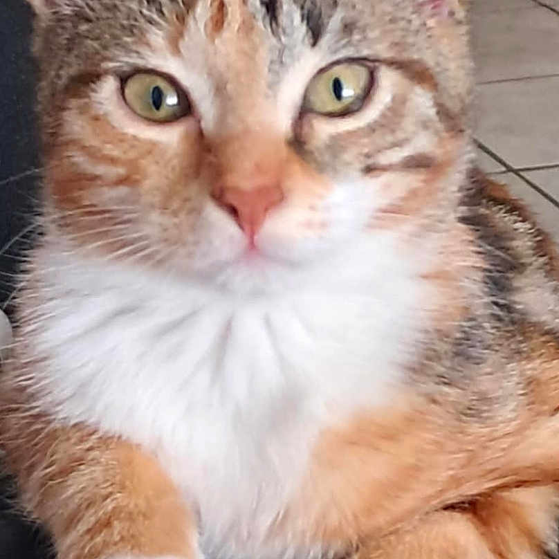 Zoe a rejoint le concours — aidez-le/la à gagner de superbes lots ! abyssinian, angora, animal, cat, kitten, manx, pet