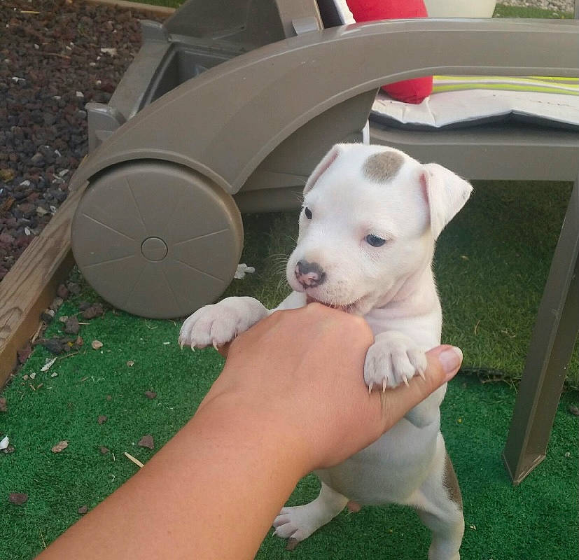 Démon participe au concours pour gagner de l'argent avec cette photo : canidae, carnivore, collar, comfort, companion_dog, dog, dog_breed, dogo_argentino, fashion_accessory, fawn, flooring, foot, grass, paw, plant, snout, sporting_group, tail, whiskers, working_animal