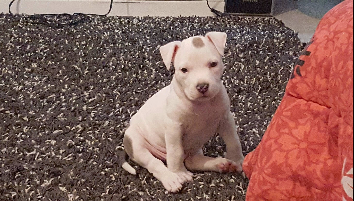 Démon participe au concours pour gagner de l'argent avec cette photo : blue, carnivore, collar, dog, dog_breed, dogo_guatemalteco, eye, green, head, mammal, people, photograph, puppy, sporting_group, toy_dog, vertebrate, whiskers, white, working_animal, yellow