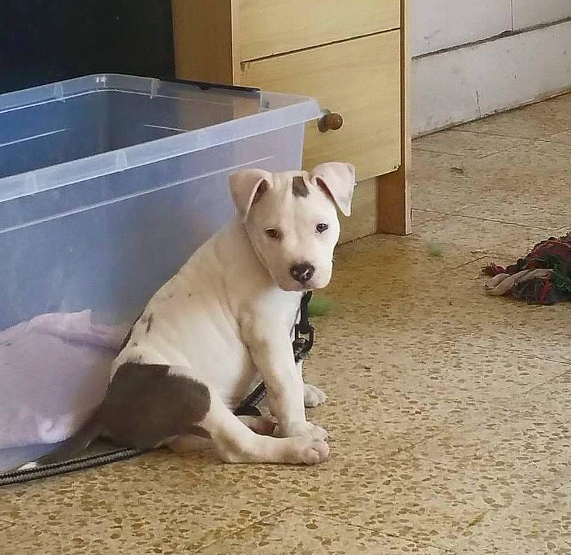 Démon a rejoint le concours — aidez-le/la à gagner de superbes lots ! canidae, carnivore, collar, companion_dog, dog, dog_breed, dog_supply, dogo_guatemalteco, fawn, flooring, non_sporting_group, pet_supply, puppy, snout, sporting_group, tail, terrestrial_animal, working_animal, working_dog