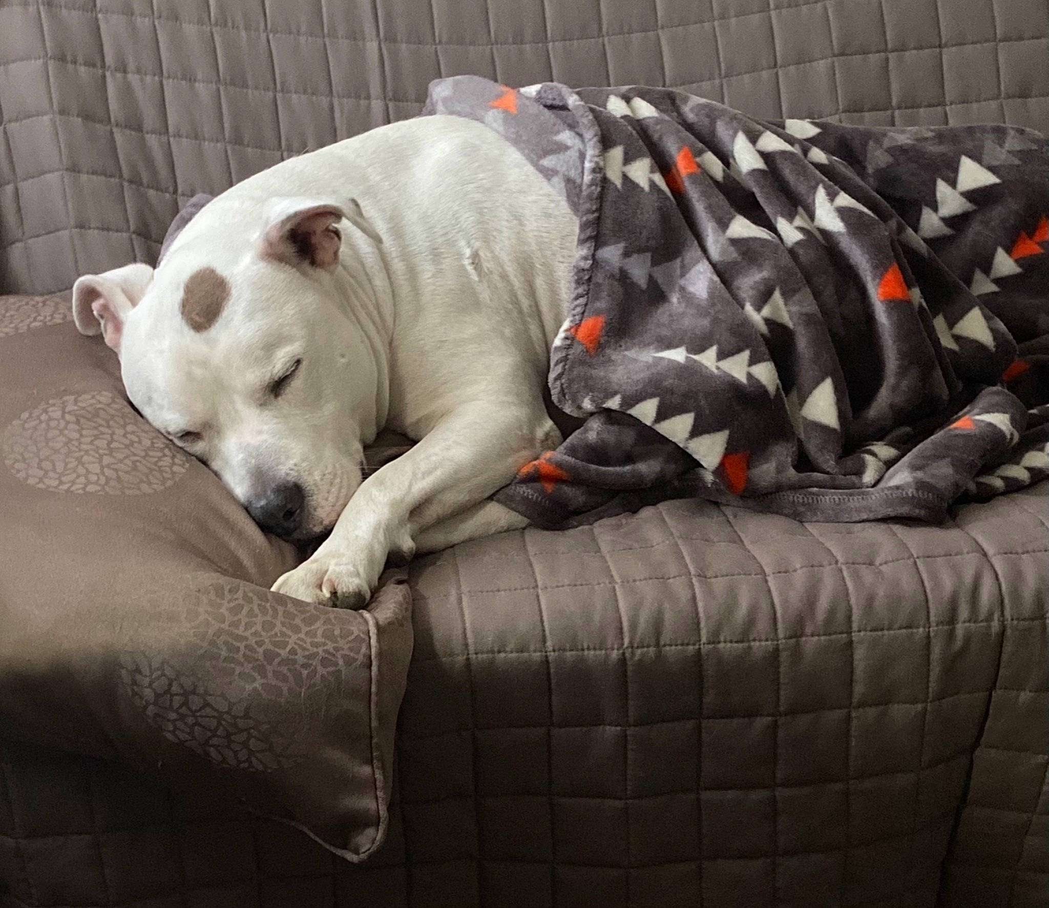 Démon participe au concours pour gagner de l'argent avec cette photo : automotive_tire, canidae, carmine, carnivore, comfort, companion_dog, couch, dog, dog_breed, dog_supply, dogo_argentino, fur, grey, nap, non_sporting_group, polar_bear, snout, sporting_group, terrestrial_animal, working_animal