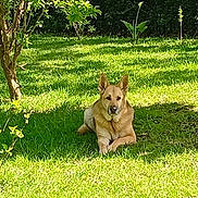 Princesse a rejoint le concours — aidez-le/la à gagner de superbes lots ! dog, lawn, grass, greenery, tree, outdoor, sunlight, canine, pet, nature, relaxing, animal, summer, daylight, shaded, resting, garden, fur, ears, muzzle