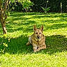 dog, lawn, grass, greenery, tree, outdoor, sunlight, canine, pet, nature, relaxing, animal, summer, daylight, shaded, resting, garden, fur, ears, muzzle