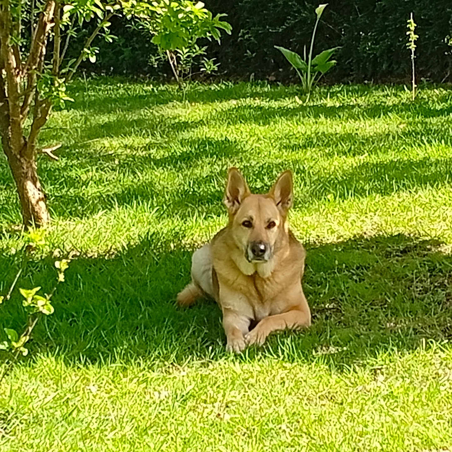 Princesse a rejoint le concours — aidez-le/la à gagner de superbes lots ! dog, lawn, grass, greenery, tree, outdoor, sunlight, canine, pet, nature, relaxing, animal, summer, daylight, shaded, resting, garden, fur, ears, muzzle