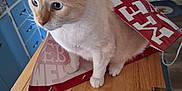 Moses is registered to the contest to win money with this photo: cabinet, cat, cream_colored, curious, curtain, decor, domestic_animal, ears, feline, floor_mat, fur, hook, household, indoor, kitchen, pet, shopping_bag, tabletop, whiskers, wooden_table