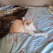 Moses joined the competition — help win amazing prizes! bed, blanket, blue_eyes, brown_blanket, cat, domestic_cat, feline, fur, indoor, light_orange_cat, looking_at_camera, lying_down, mammal, pet, resting, seashell_pattern, striped_blanket, tabby_cat, white_fur, window_light
